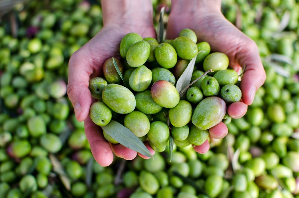 Olive biologiche tenute in due mani