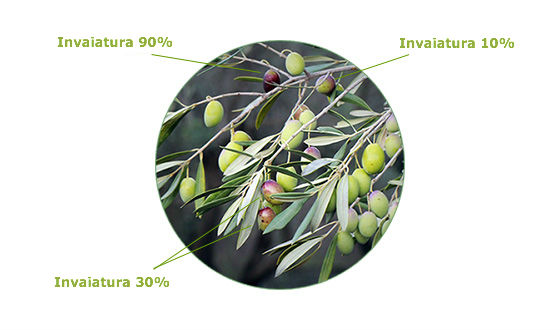 Invaiatura delle olive