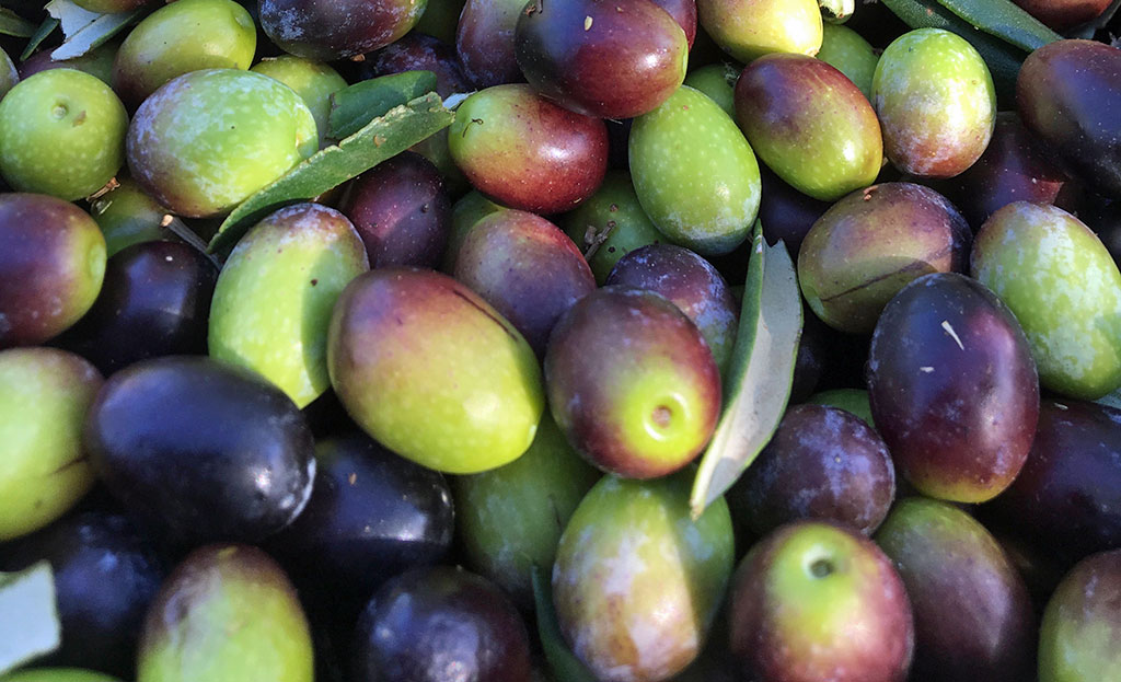 Invaiatura delle olive taggiasche. La Taggiasca è la più famosa varietà di oliva ligure