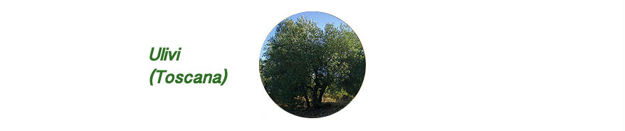Olive tree Tuscany Italy